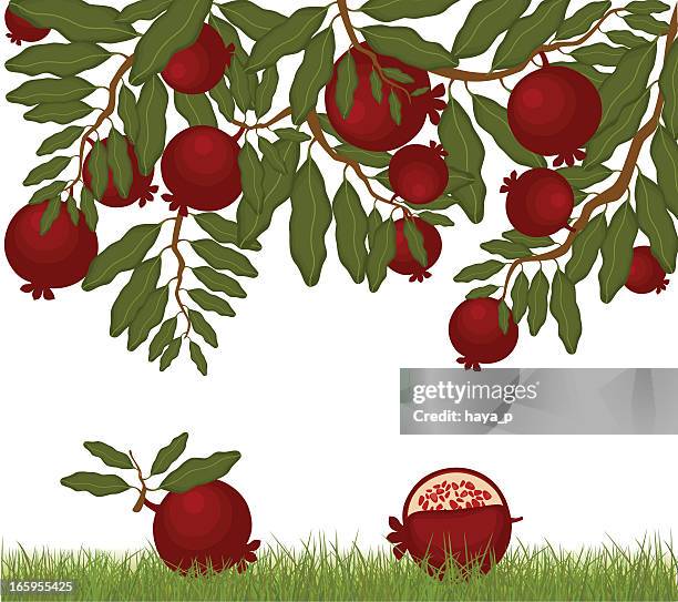 pomegranate tree and fruit on grass - pomegranate stock illustrations