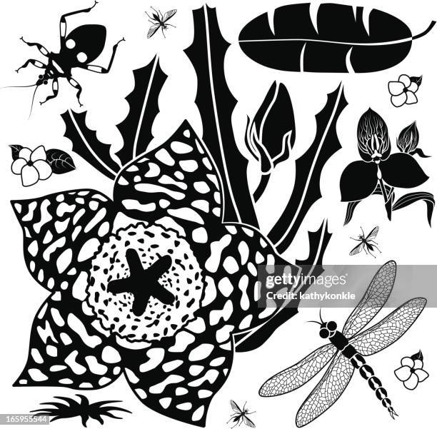 tropical design elements - dragonfly stock illustrations