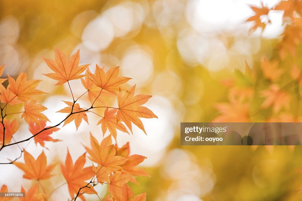 Arancio foglie autunno