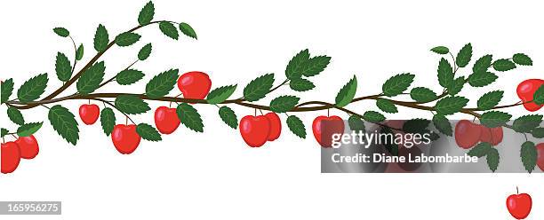 bildbanksillustrationer, clip art samt tecknat material och ikoner med seamless apple branch pattern - apple tree