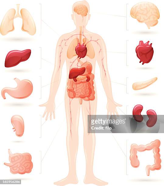 human body and organs diagram - human internal organ stock illustrations