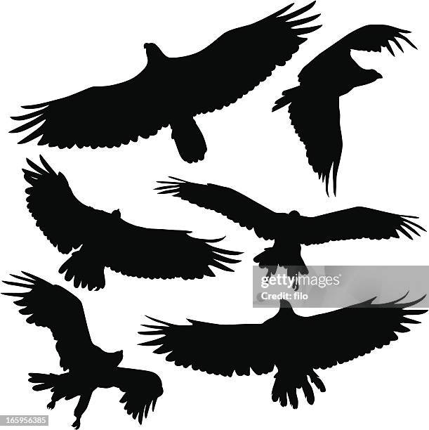 stockillustraties, clipart, cartoons en iconen met birds of prey - zeearend