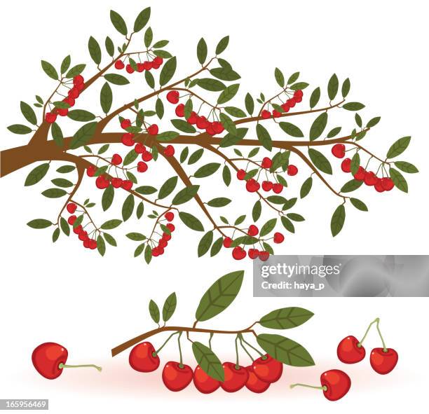 kirsche branch und obst - kirsche stock-grafiken, -clipart, -cartoons und -symbole