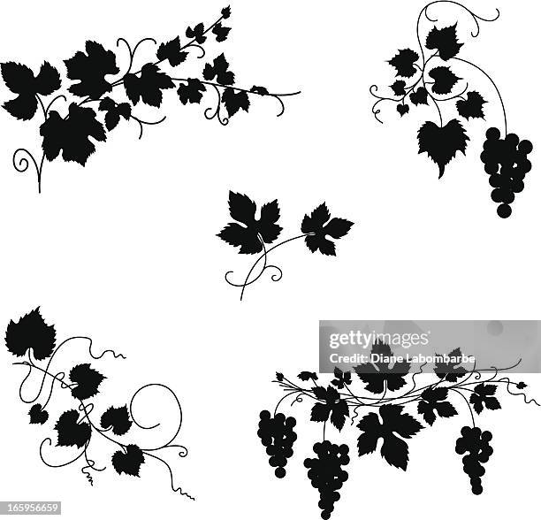 grapevine design ornaments - vineyard leafs stock illustrations