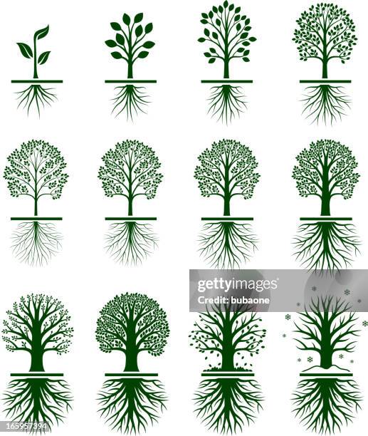 green tree growing in nature vector icon set - root stock illustrations