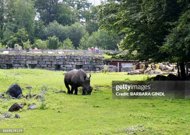 Picture taken on July 21, 2020 shows a rhinoceros grazing in its enclosure at the Zoo Salzburg , where a rhinoceros attacked and killed one zookeeper...