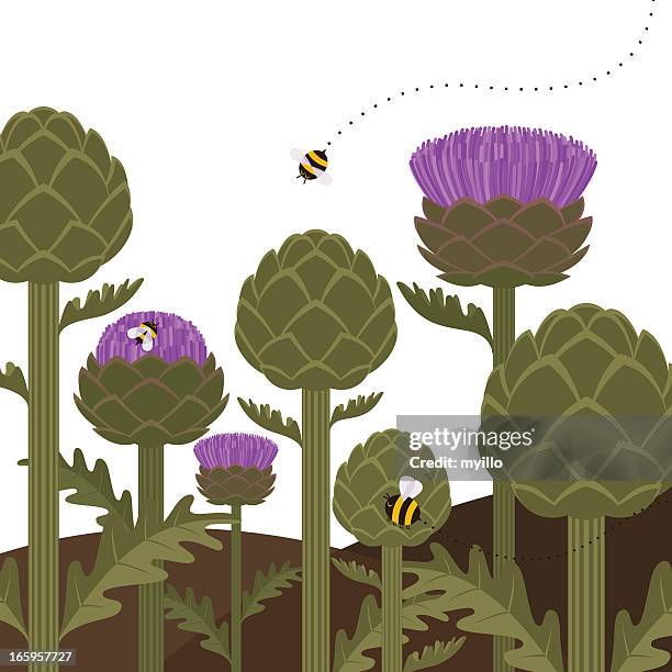 artichokes - thistle vector stock illustrations