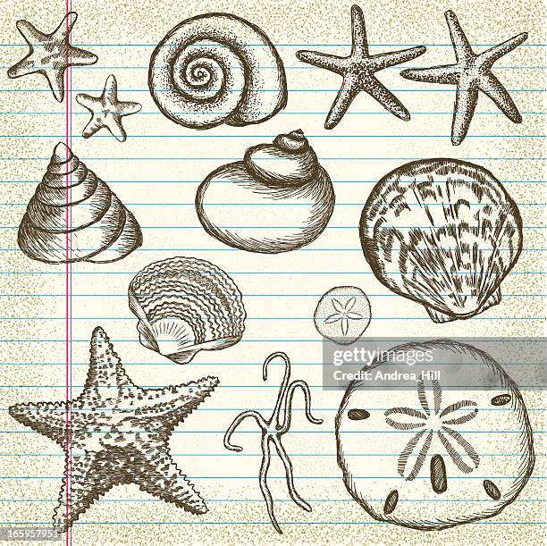 Ilustraciones de Estrella De Mar - Getty Images Ilustraciones de Estrella De Mar - Getty Images