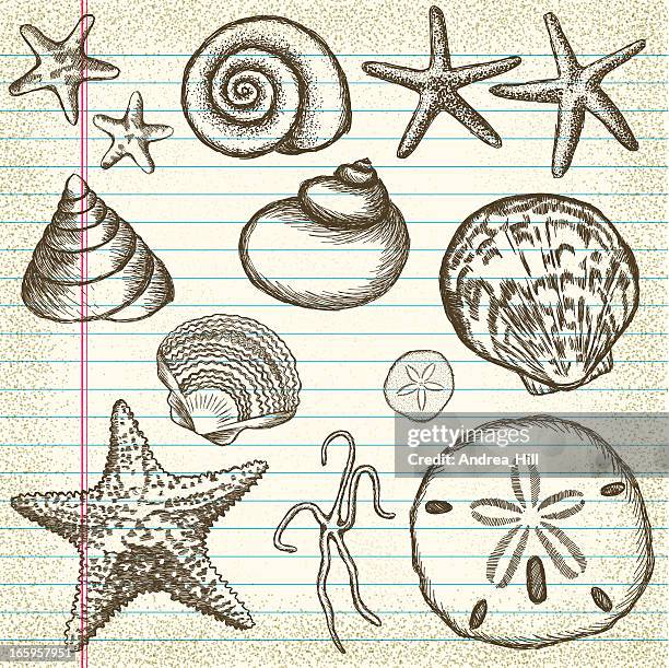 bildbanksillustrationer, clip art samt tecknat material och ikoner med hand-drawn set of sea shells on old paper - blåmusselfamiljen
