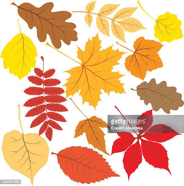 autumn leaves - ash tree stock illustrations