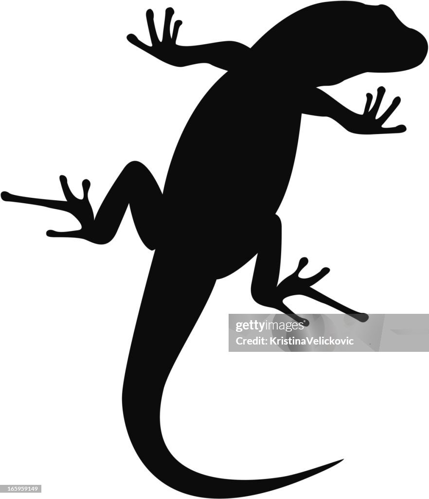 Gecko Raster Gecko High-Res Vector Graphic - Getty Images
