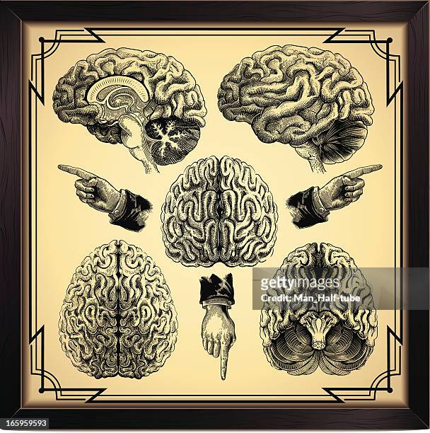 ilustraciones, imágenes clip art, dibujos animados e iconos de stock de cerebro humano - vista ascendente