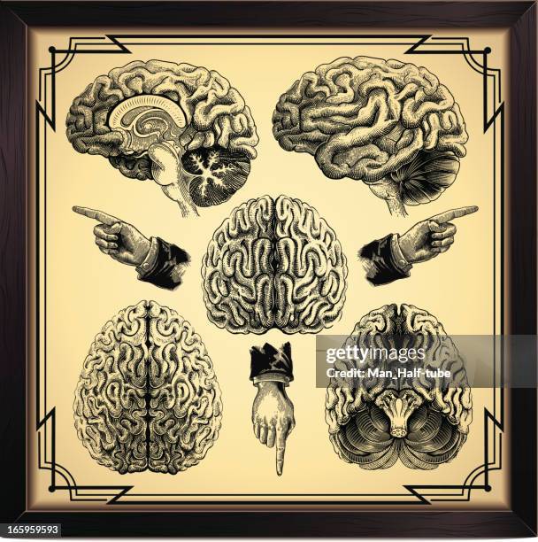 human brain - brain sketch stock illustrations