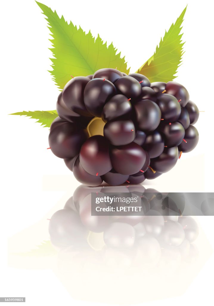BlackBerry - Vector Illustration