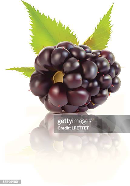 blackberry - vector illustration - boysenberry stock illustrations