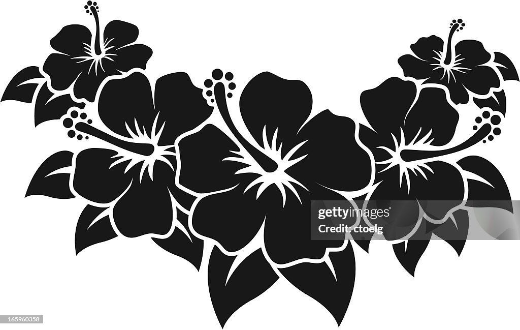Hibiscus High-Res Vector Graphic - Getty Images