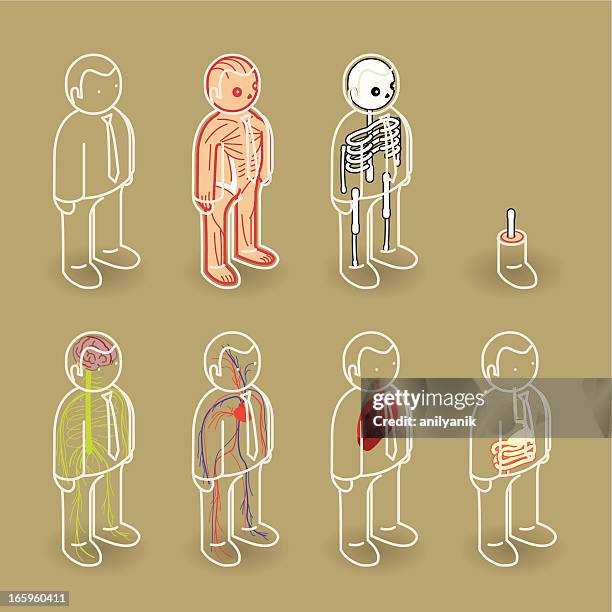 cartoons of people with different highlighted organs - human circulatory system stock illustrations