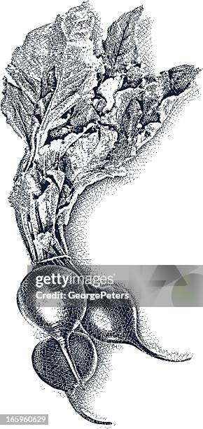 beets with leaves - beetroot stock illustrations