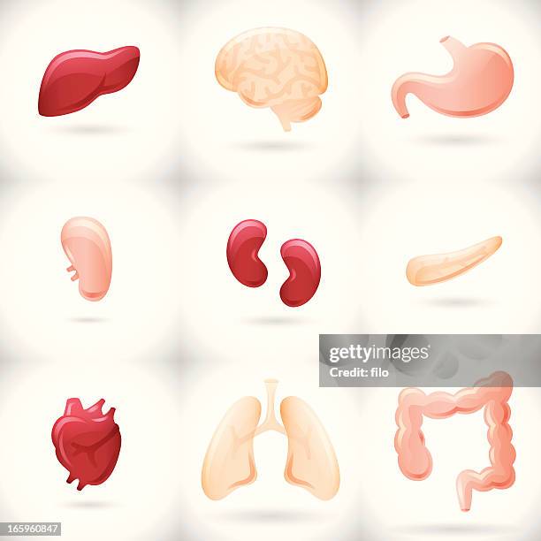 internal organs - thinking white background stock illustrations