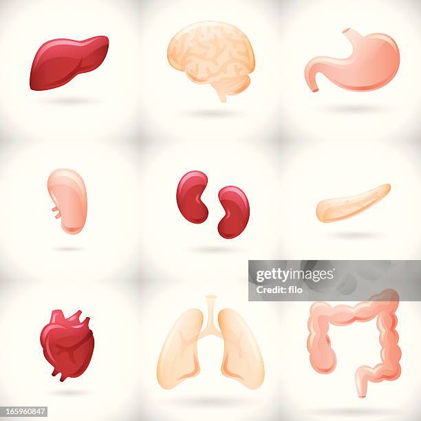 internal organs - human liver stock illustrations