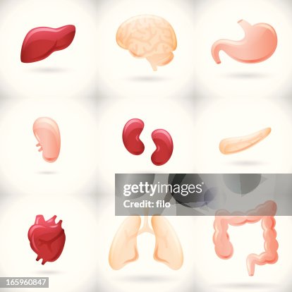 Internal Organs Internal Organs
