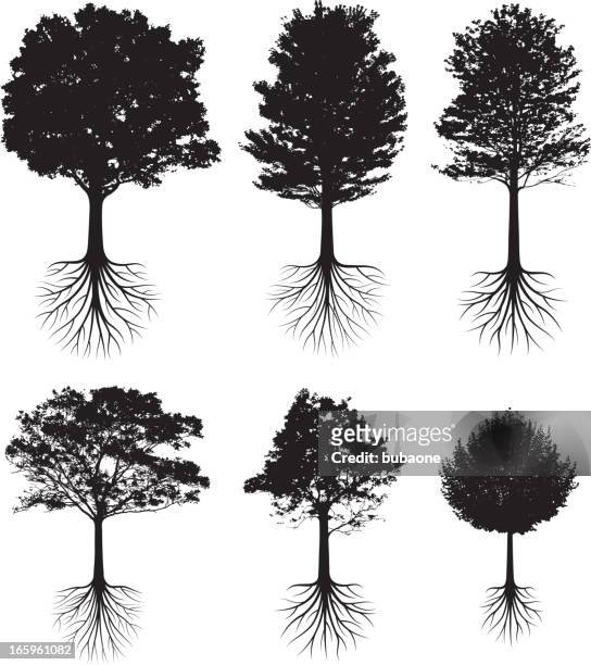ilustraciones, imágenes clip art, dibujos animados e iconos de stock de siluetas de árboles de raíces blanco y negro vector icono conjunto - origins