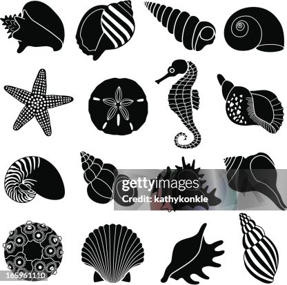Sea shells Sea shells