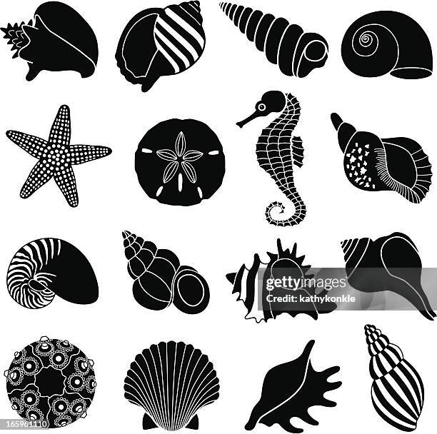 sea shells - sea horse stock illustrations