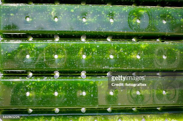 energia alternativa: produção de microalgas para cultivo regenerativo suprimento de energia. - alga - fotografias e filmes do acervo