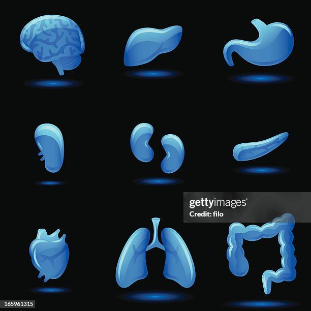 illustrations, cliparts, dessins animés et icônes de les organes internes - brain stem