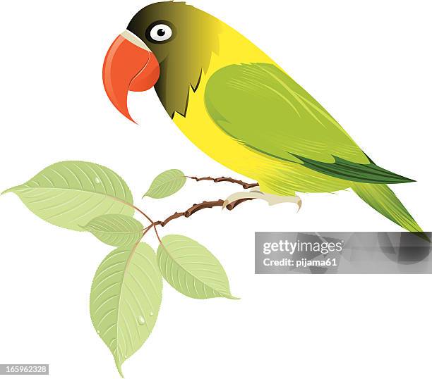 parrot - parakeet stock illustrations