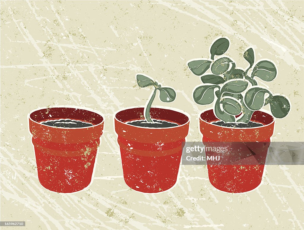 Three plant Pots - growth