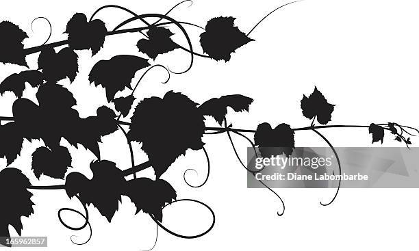 grapevines silhouette vector illustration - tendril stock illustrations