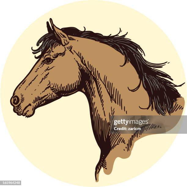horse - horse head stock illustrations