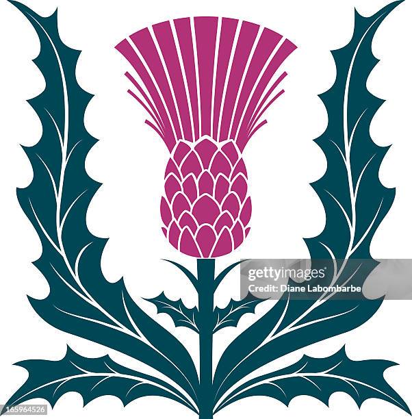 simple stencil style scottish thistle vector illustraion isolated on white - thistle stock illustrations