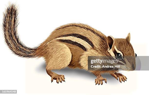 ilustrações, clipart, desenhos animados e ícones de realista ilustração em vetor de esquilo isolado no fundo branco - chipmunk