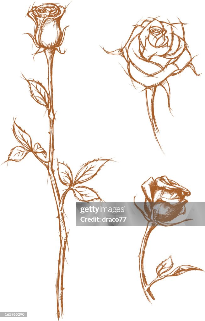 Rose Esboço