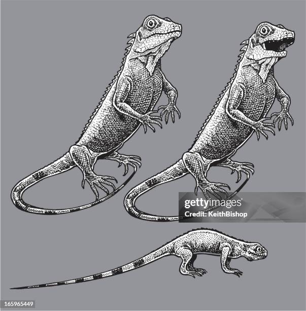 iguana lizard - iguana stock illustrations