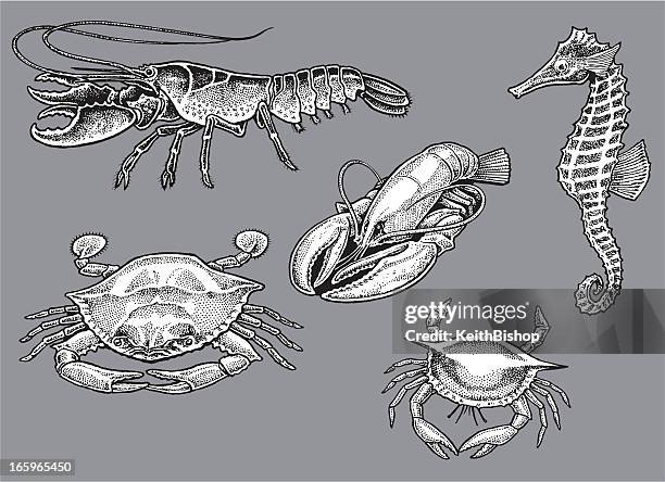 lobster, crab, seahorse - sea life - blue crabs stock illustrations