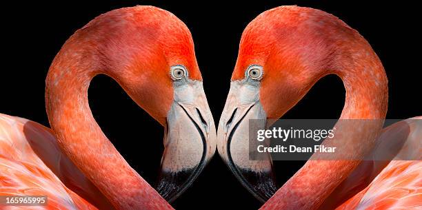 kissing flamingos - flamingo heart stock pictures, royalty-free photos & images