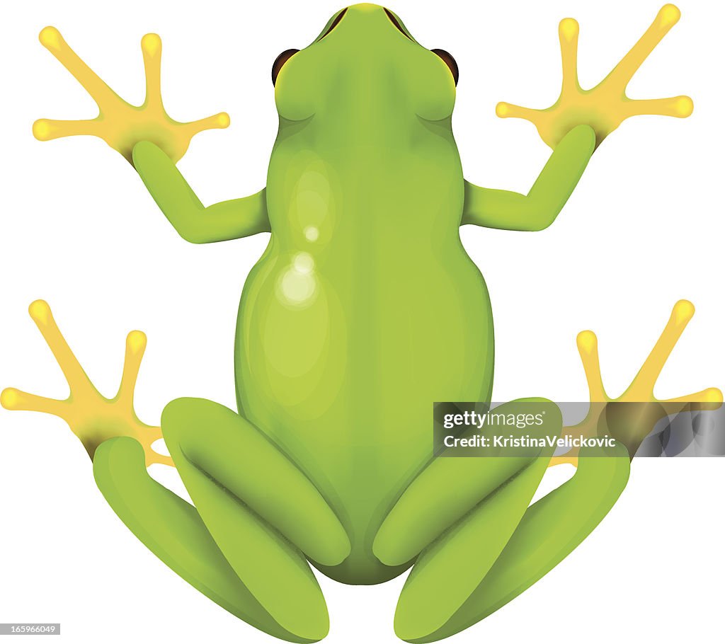 Vector Frog Looking In Frog High-Res Vector Graphic - Getty Images