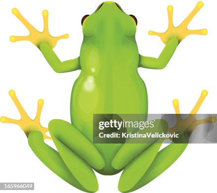 Frog Frog