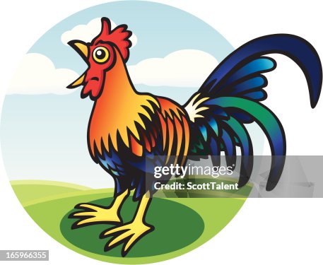 Rooster Rooster