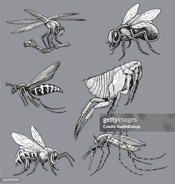 stockillustraties, clipart, cartoons en iconen met insects - mosquito, wasp, bee, fly, flea, dragonfly - vlo