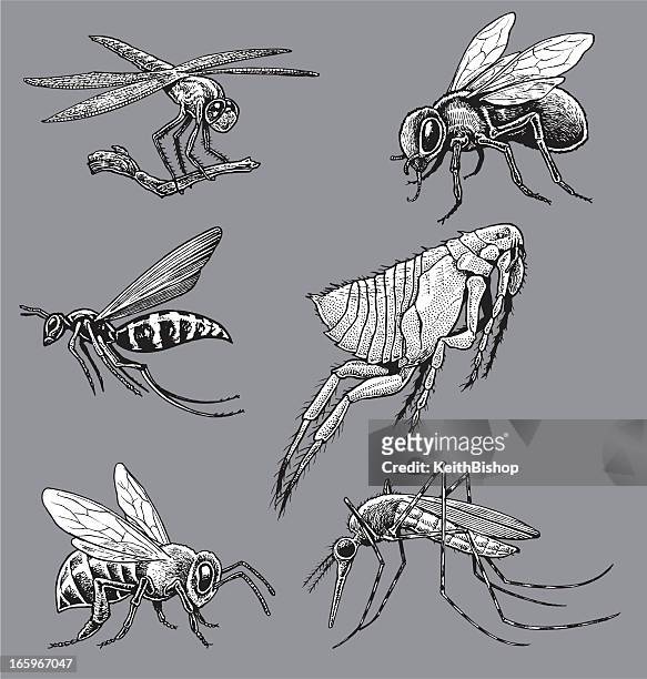 ilustrações, clipart, desenhos animados e ícones de insetos-mosquito, vespa, abelha, voar, de pulgas, dragonfly - odonata