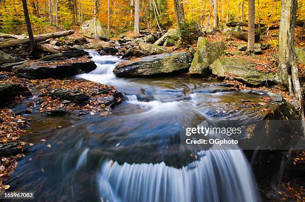 Small Stream In Woods 1,309 Small Stream In Woods Stock Photos, High-Res Pictures, and Images ...