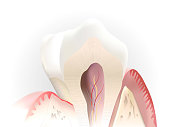 tooth section
