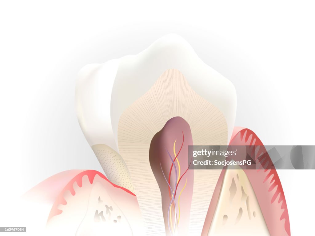 Tooth Secant Tooth Section High-Res Vector Graphic - Getty Images