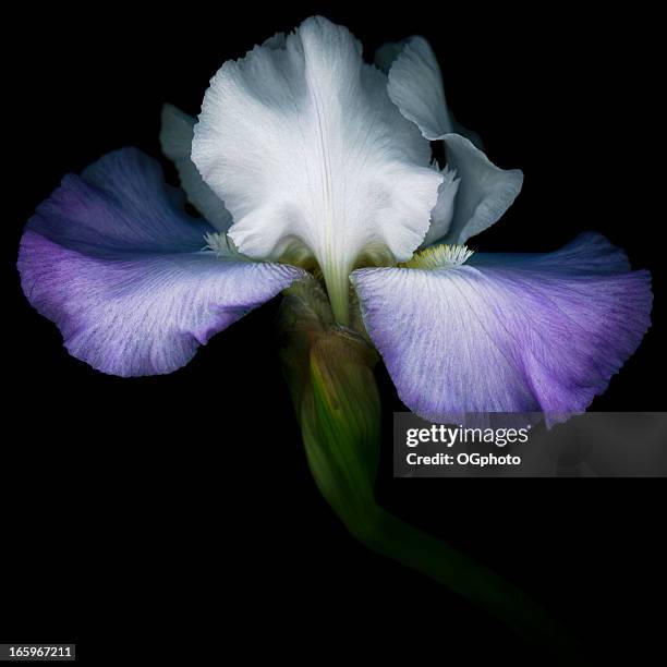 lila und weiß iris isoliert auf schwarz - iris flower stock-fotos und bilder