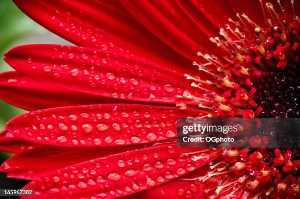 red gerbera daisy covered with water drops - gerbera daisy stock pictures, royalty-free photos & images